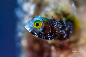 Blenny in home,Gardens of the Queen, Cuba by Alejandro Topete 